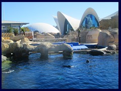 L'Oceanogràfic Oceanarium 041